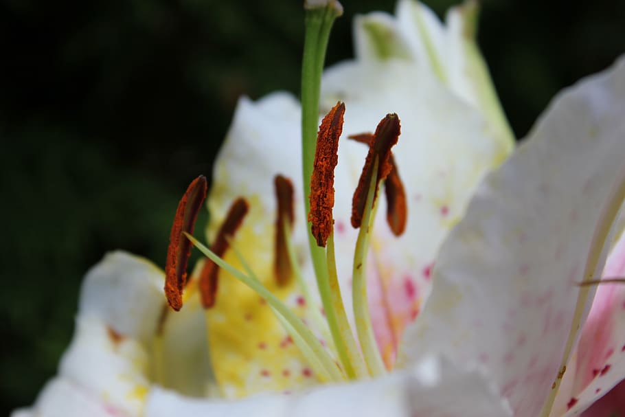 spring, flower, plant, blossom, bloom, nature, white blossom HD wallpaper