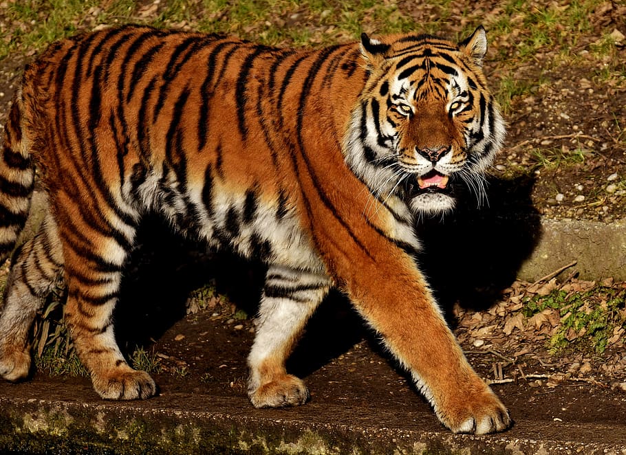 brown, black, and white tiger on ground at daytime, cat, predator HD wallpaper