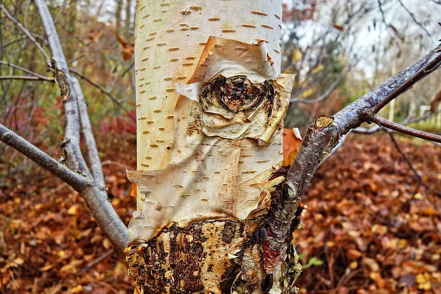 birch tree, birch trunk, birch bark, tree trunk, autumn foliage HD wallpaper