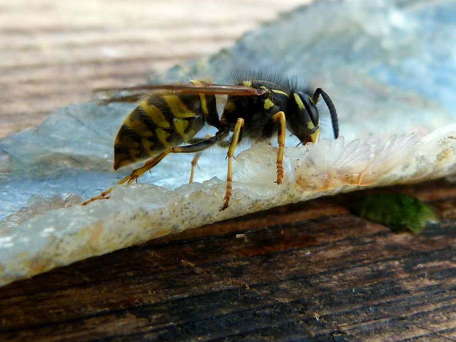 wasp, perch file, gutting the fish, animals in the wild, insect HD wallpaper