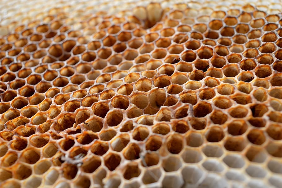 honeycomb, honeycomb structure, wax plate, beekeepers need HD wallpaper