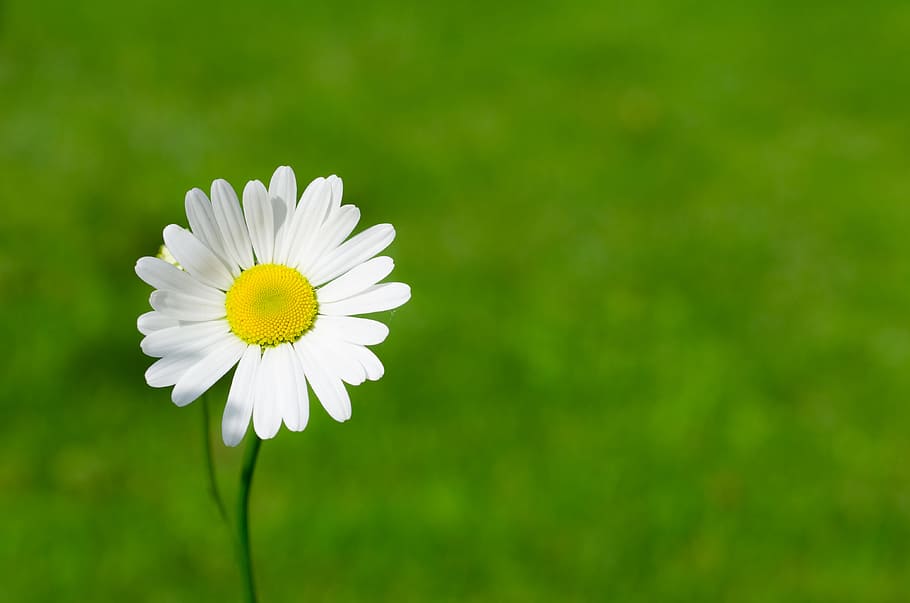 White Daisy Closeup Photography, beautiful, bloom, blooming, blossom HD wallpaper