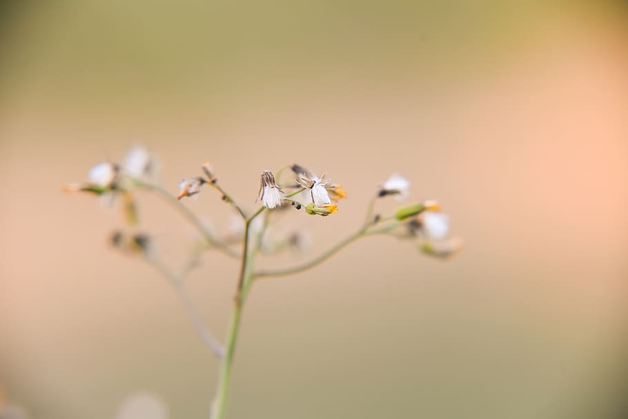 nature, flower, leaf, plant, flowering plant, freshness, beauty in nature HD wallpaper