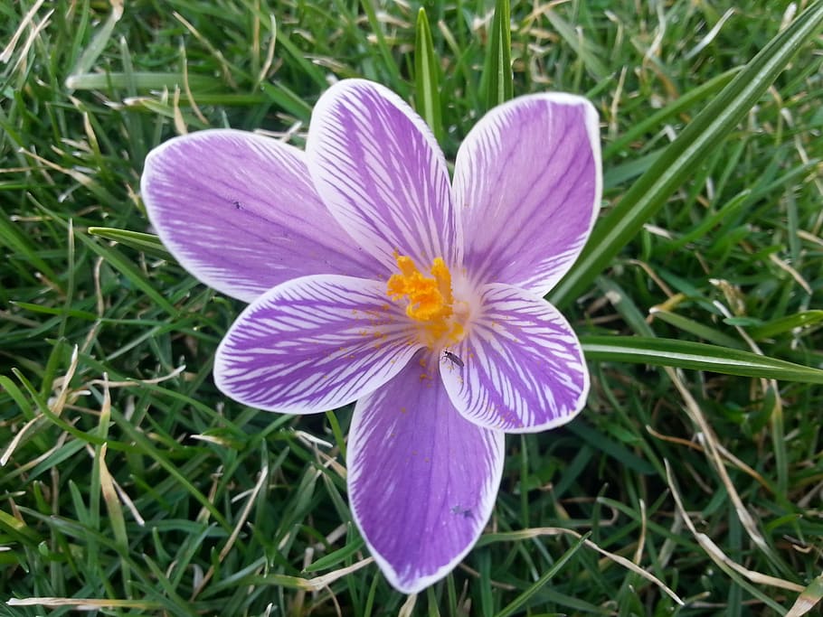 crocus, spring, flowers, bloom, blossom, purple, grass, flowering plant HD wallpaper