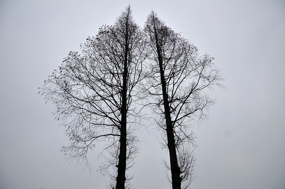 black leafless tree during daytime photo, fired, simple, white HD wallpaper