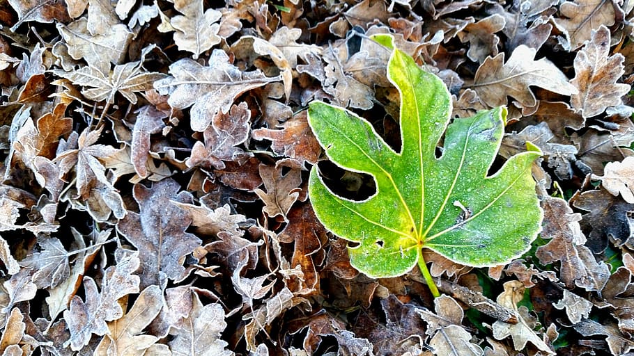 winter, leaves, season, leaf, cold, plant part, nature, dry HD wallpaper