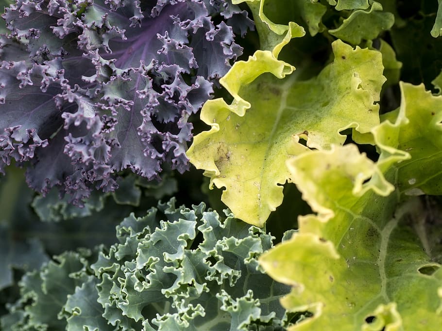 vegetables, kale, leaves, winter vegetables, krauskohl, leaf HD wallpaper
