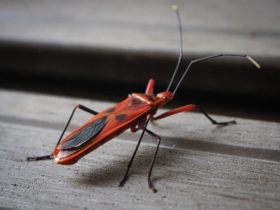 Insect, Wildlife, Forest, Nature, red, animal, natural, garden HD wallpaper
