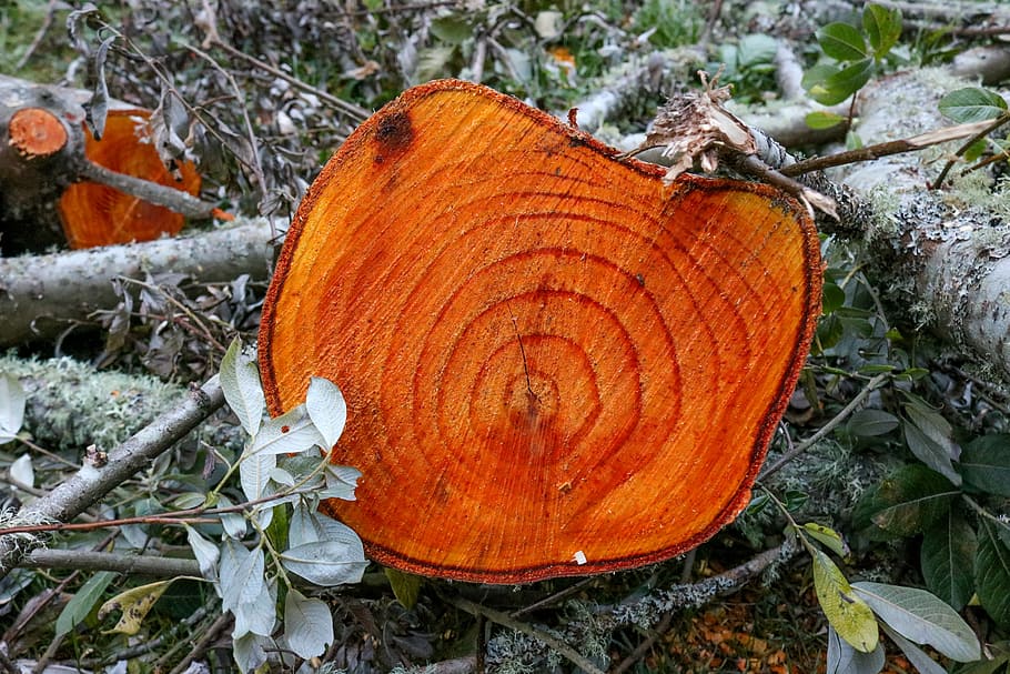 Tree, Stump, Wood, Forest, wooden, tree trunk, cut, green, log HD wallpaper