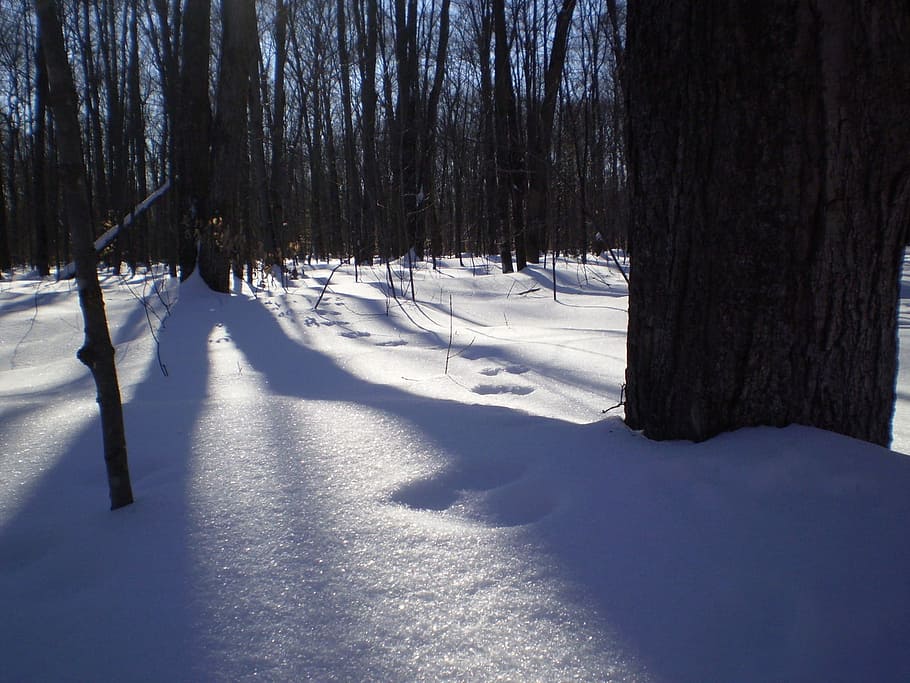 Snow, Winter, Footprint, Trail, Paw, cold, season, frost, forest HD wallpaper