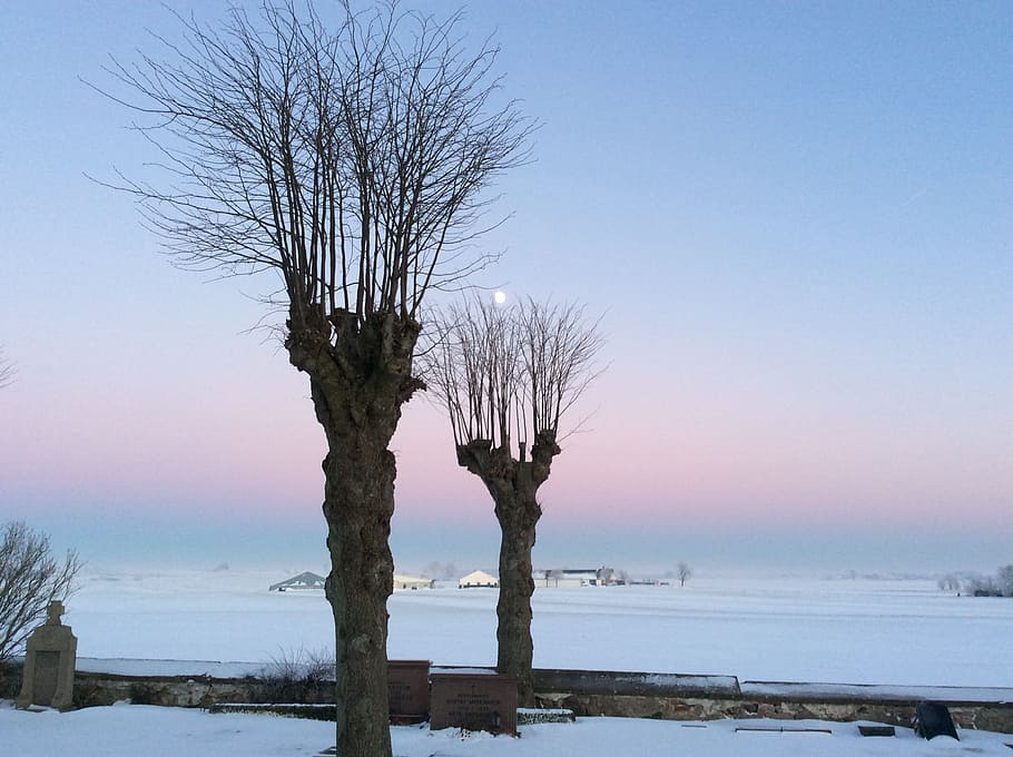 sunset, snow, winter, nature, tree, frost, cold - Temperature HD wallpaper