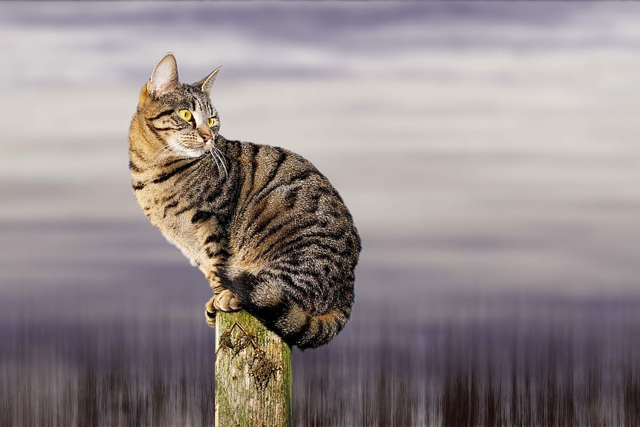Cat, Wait, Sit, Animal, Pet, Predator, cute, wildlife photography HD wallpaper