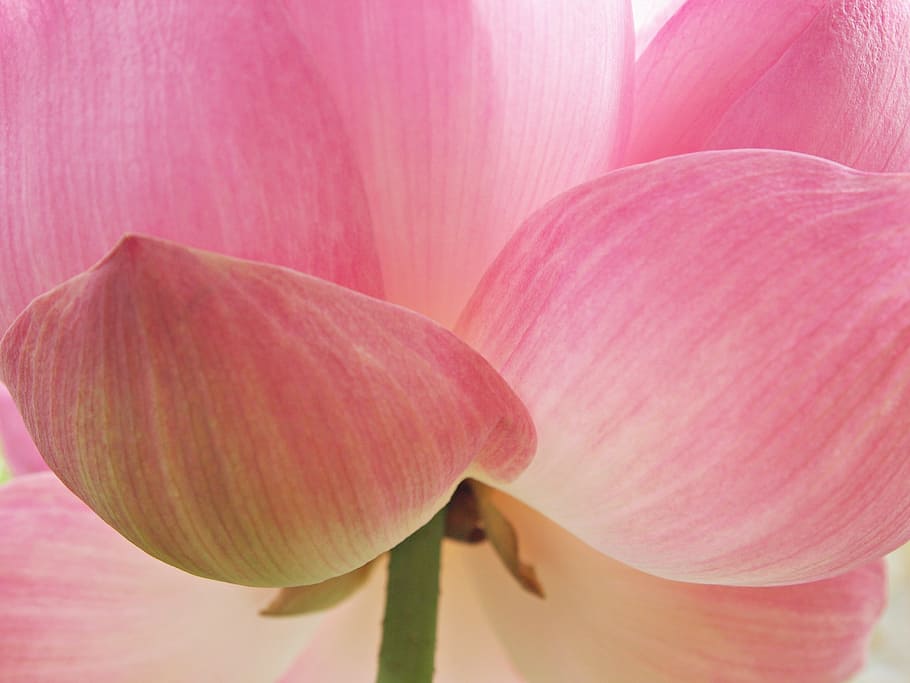 close-up photo pink and white petaled flower, close-up photography HD wallpaper