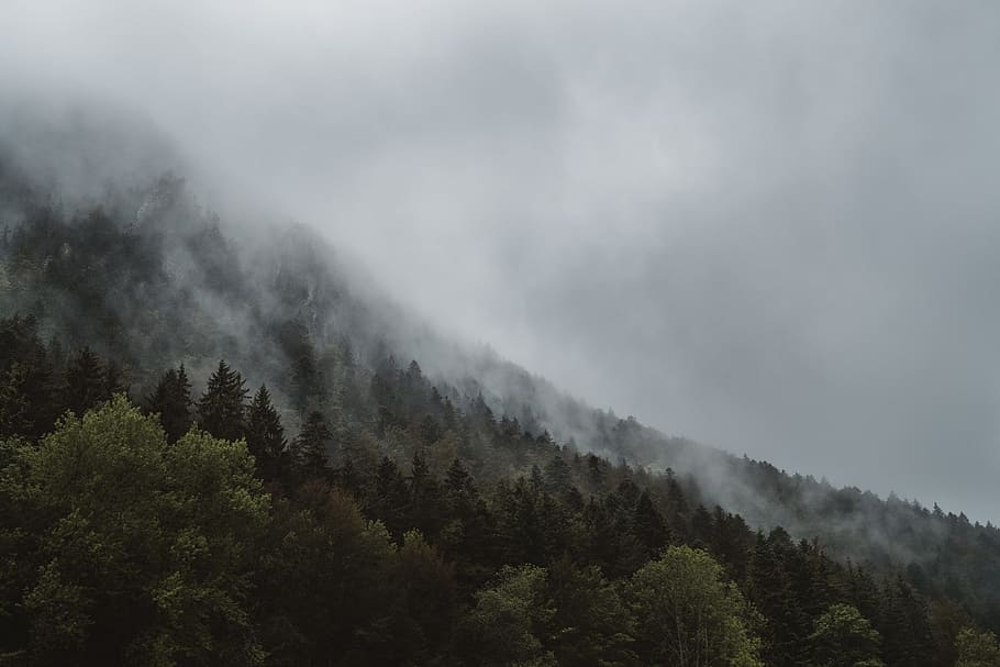 green tall trees on mountain under gray clouds, cloudy skies HD wallpaper