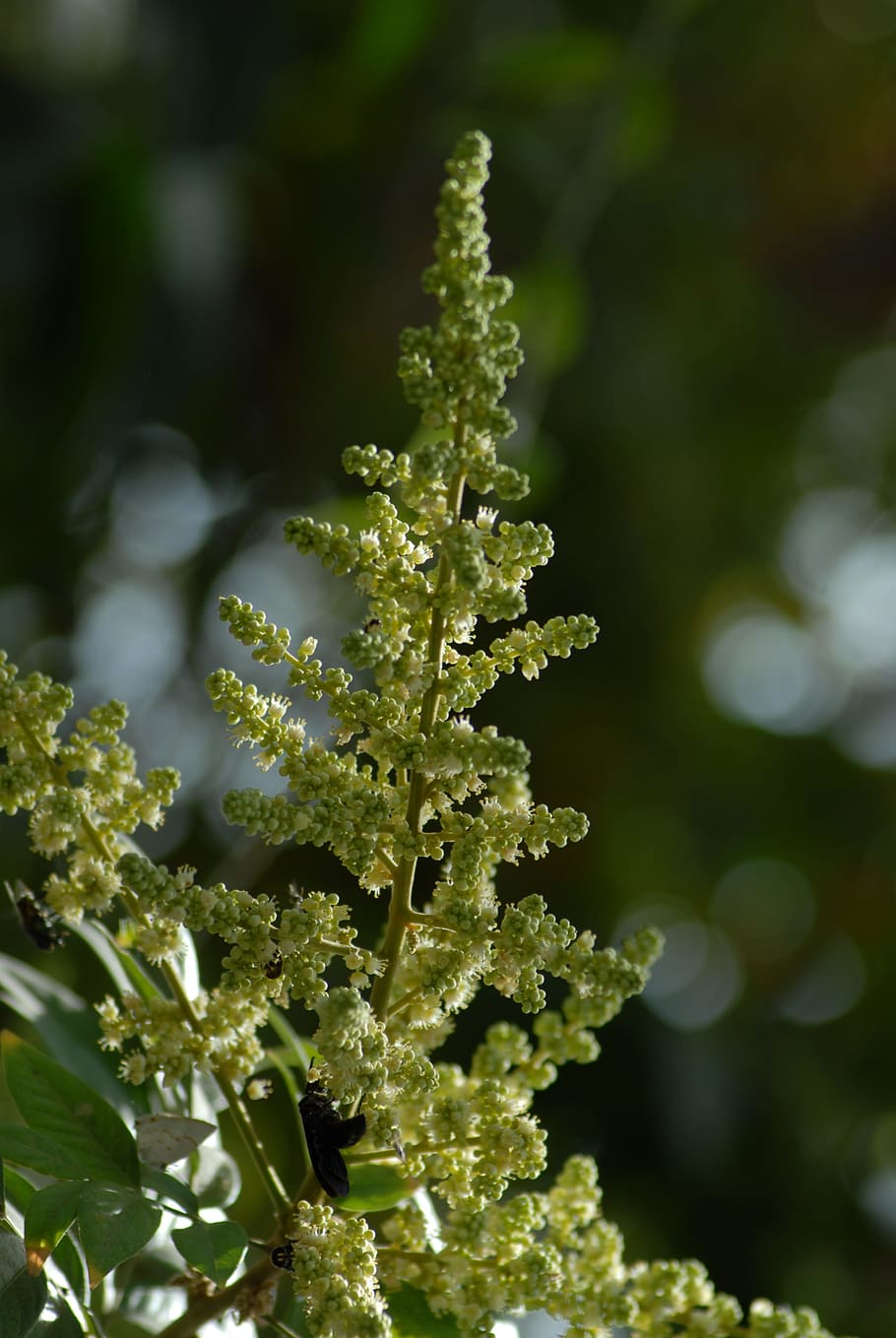 flower, tree, nature, plant, growth, beauty in nature, close-up HD wallpaper