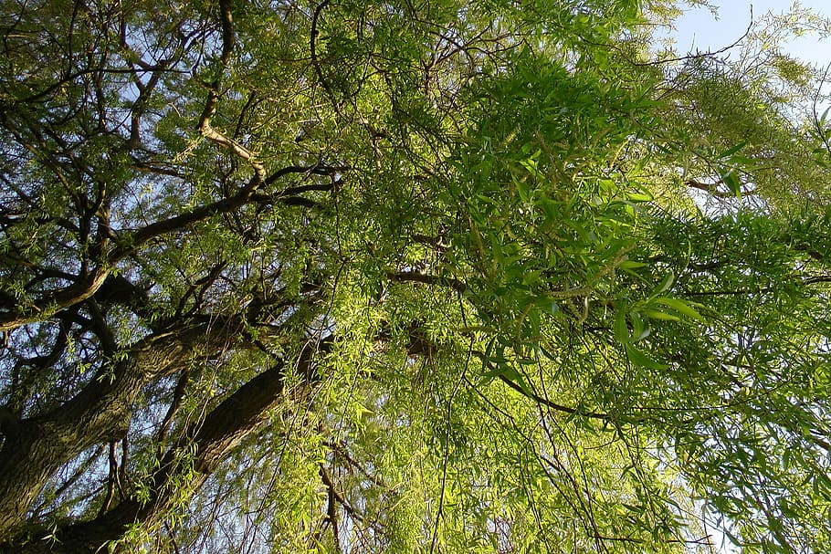 weeping willow, pasture, baumm, willow tree, aesthetic, branches HD wallpaper