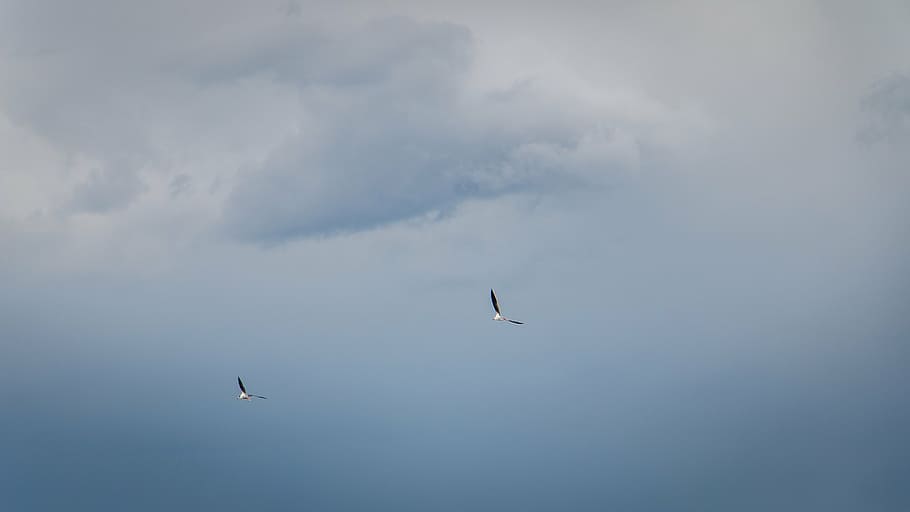 birds, sky, nature, background, blue, landscape, flying, animal themes HD wallpaper