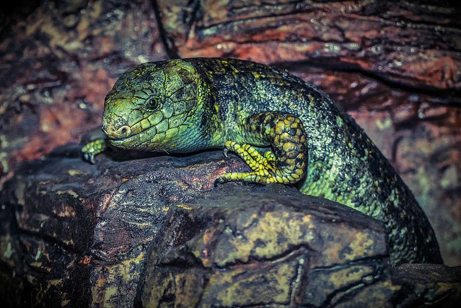 green lizard on black rock, reptile, animal, nature, animal themes HD wallpaper