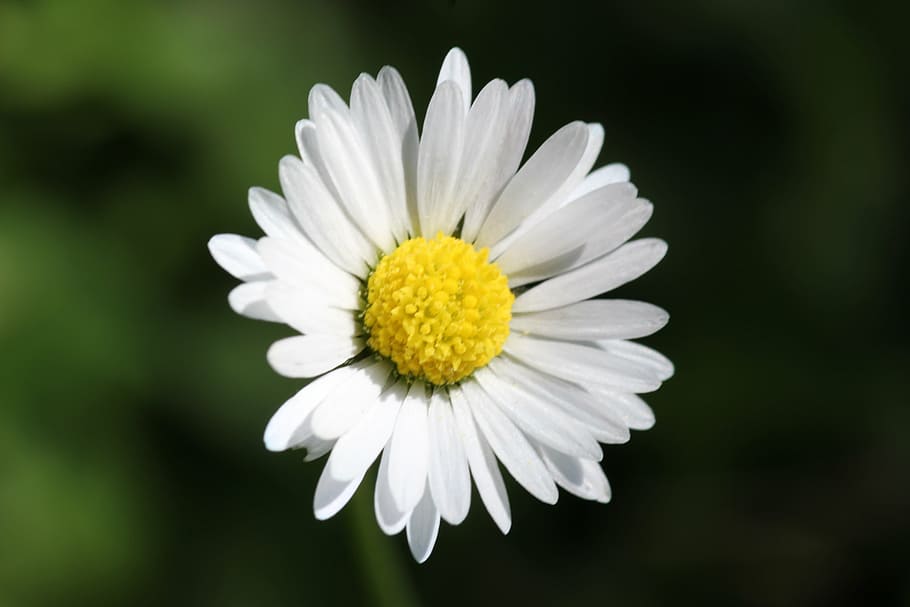 daisy, flower, floral, spring, macro, white, yellow, meadow HD wallpaper