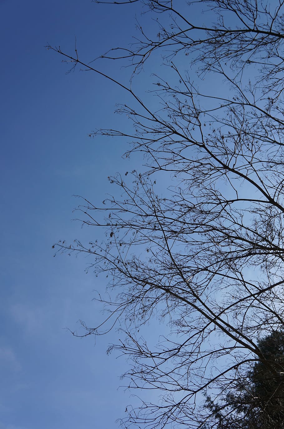 branches, tree, himmel, autumn, nature, forest, sky, plant HD wallpaper