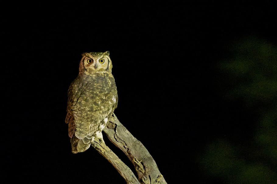 brown owl at night time, bird, wildlife, nocturnal, horned HD wallpaper