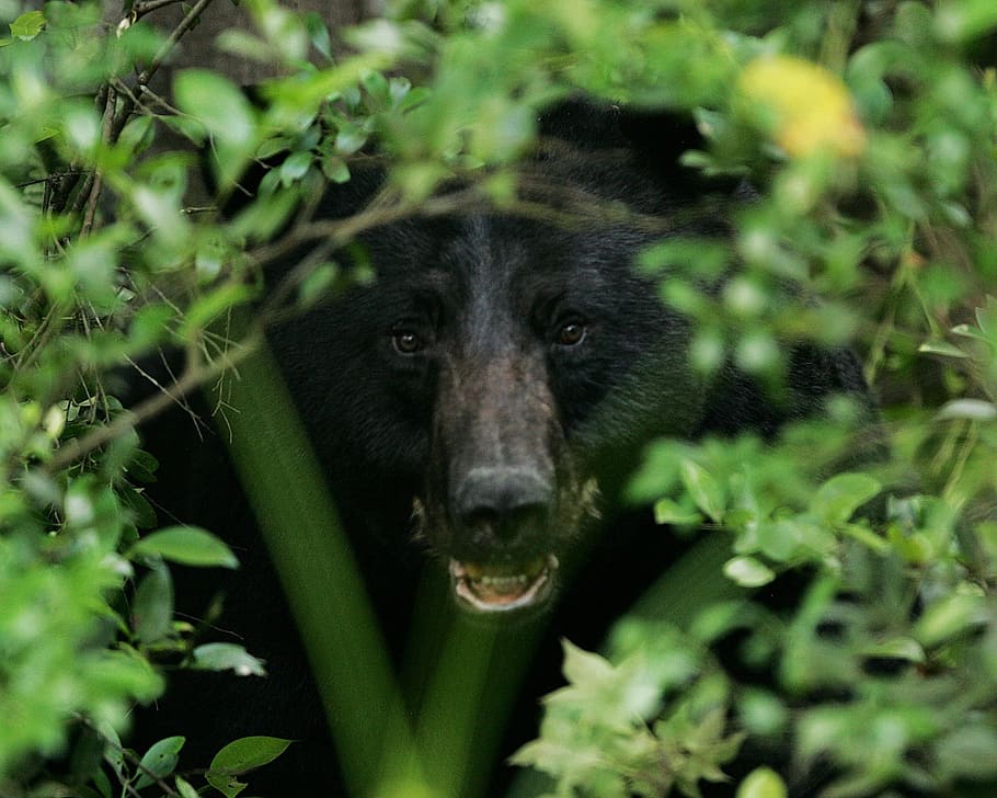 black bear behind green leaf plant, portrait, head, face, wildlife HD wallpaper