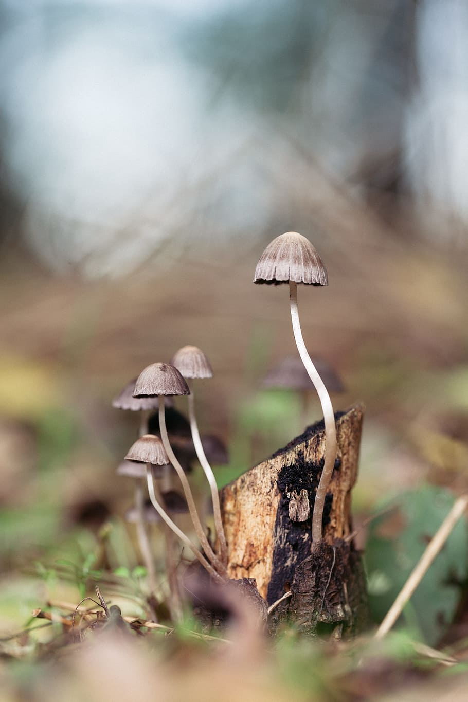 mushroom, forest, magic, nature, fungus, fungi, autumn, season, HD wallpaper