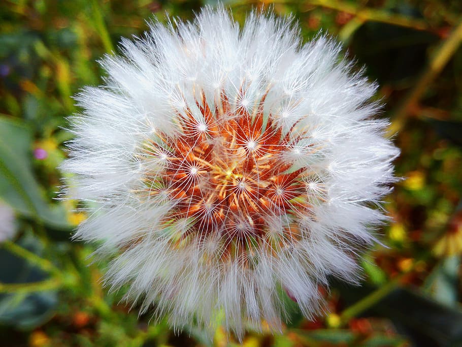 dandelion, flower, nature, spring, summer, meadow, plant, blossom HD wallpaper