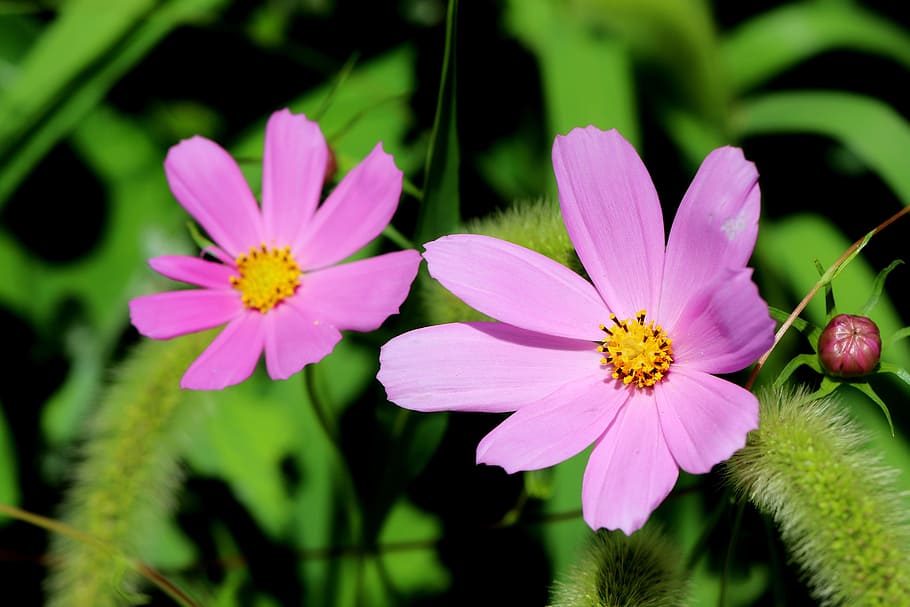 Cosmos, Plants, Nature, Forest, Flowers, landscape, park, pink HD wallpaper