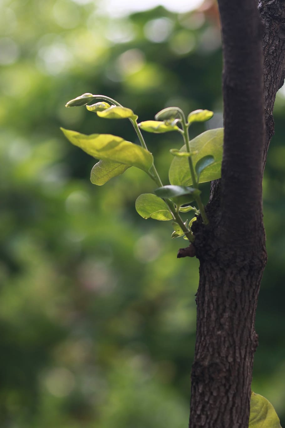 nature, wood, leaf, plants, outdoors, spring, vivid, bud, flowering HD wallpaper