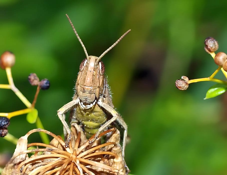 green and brown grasshopper perching on brown flower in selective-focus photography HD wallpaper