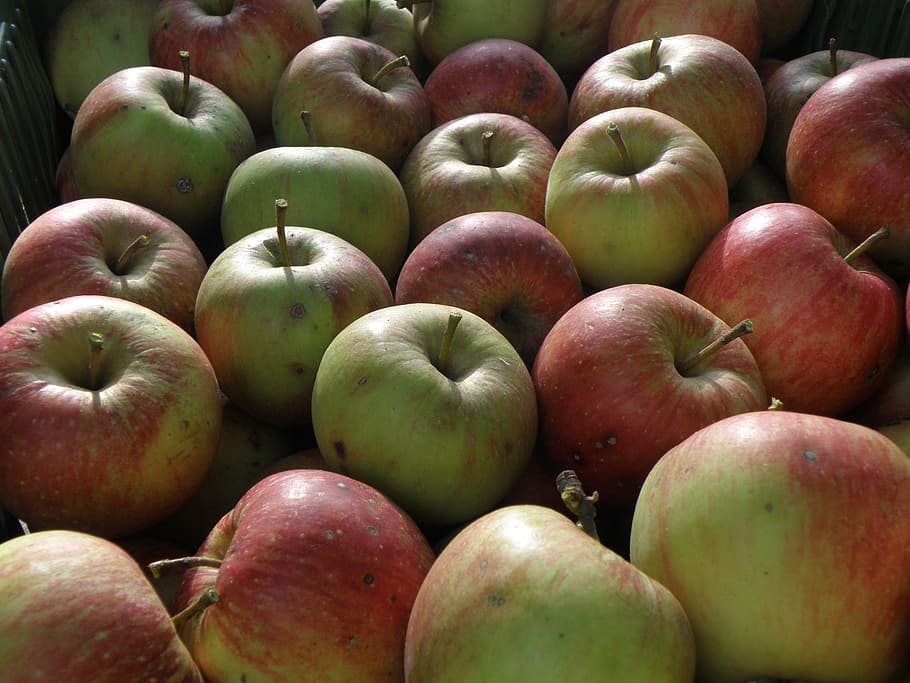 apple, harvest, green, red, healthy eating, food and drink HD wallpaper