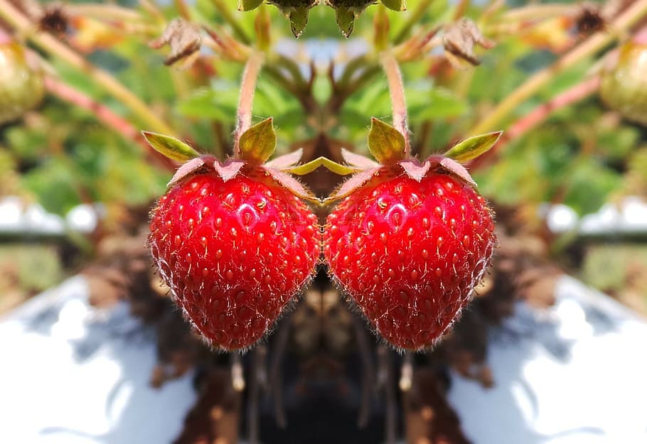 strawberries, red, delicious, sweet, fruit, fruits, food, ripe HD wallpaper
