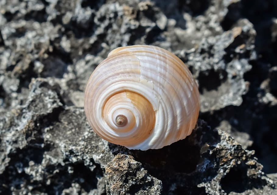 shell, beach, summer, nature, seashell, animal wildlife, animal shell HD wallpaper