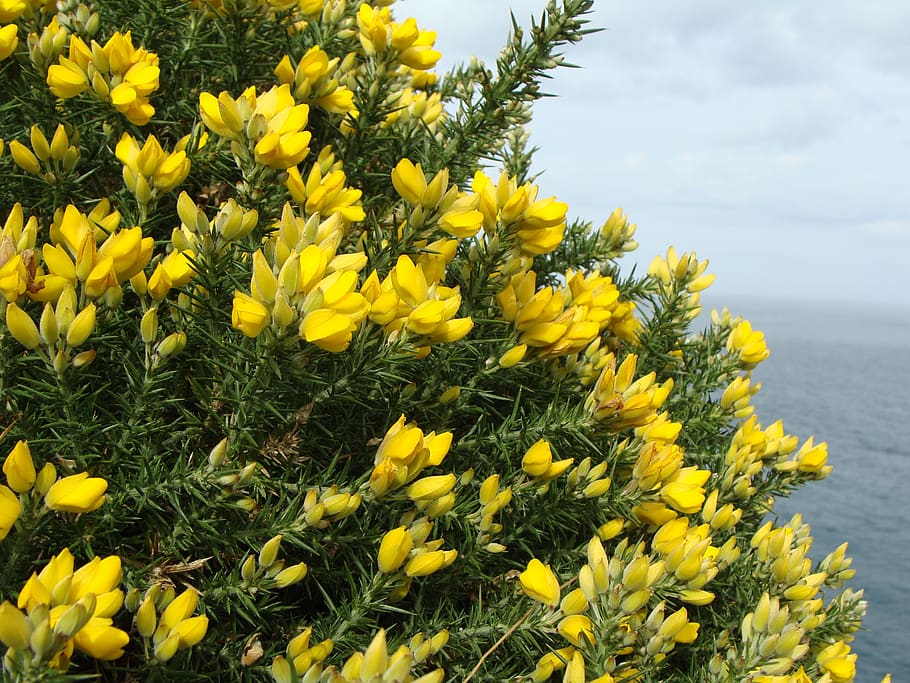 broom, bush, yellow, flower, flowering plant, growth, fragility HD wallpaper