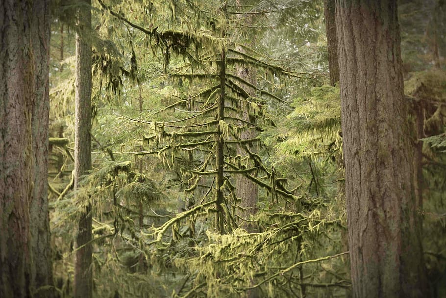 tree under clear sky, photo of pine tree, moss, tree silhouette HD wallpaper