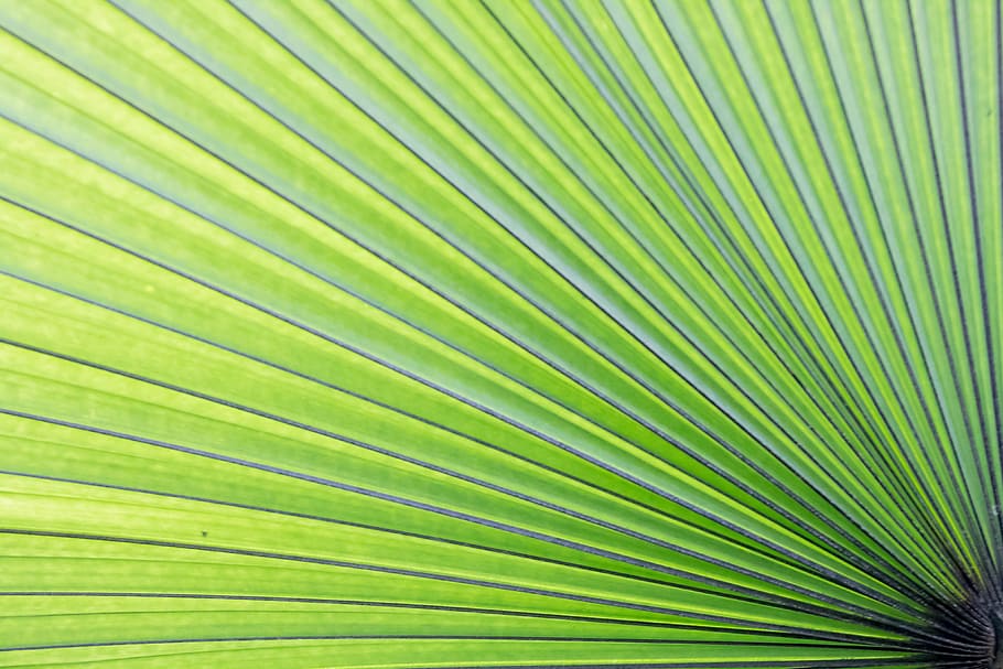 untitled, green, palm, lea, leaf, tropical, tree, summer, plant HD wallpaper
