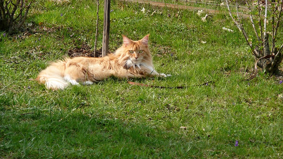 cat, maine, coon, domestic, pets, mammal, domestic animals HD wallpaper