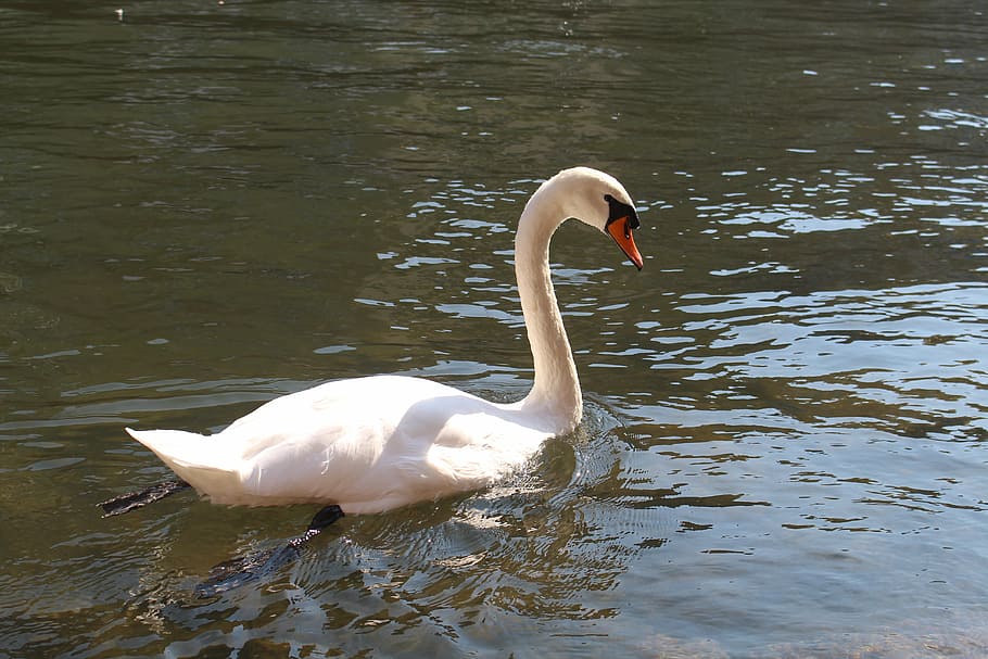 swan, bird, water, white, animal, water bird, feather, waters HD wallpaper