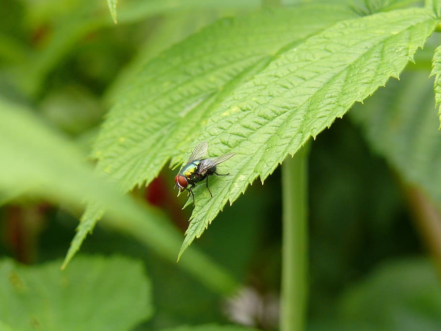 fly, insect, animals, leaf, close up, compound eyes, nature HD wallpaper