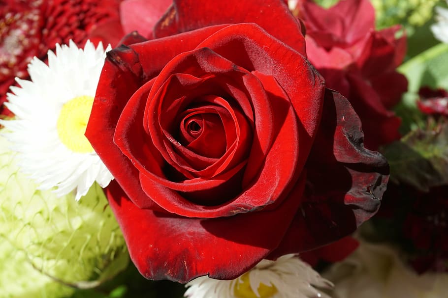 rose, red, love, marry, valentine's day, red rose, blossom HD wallpaper