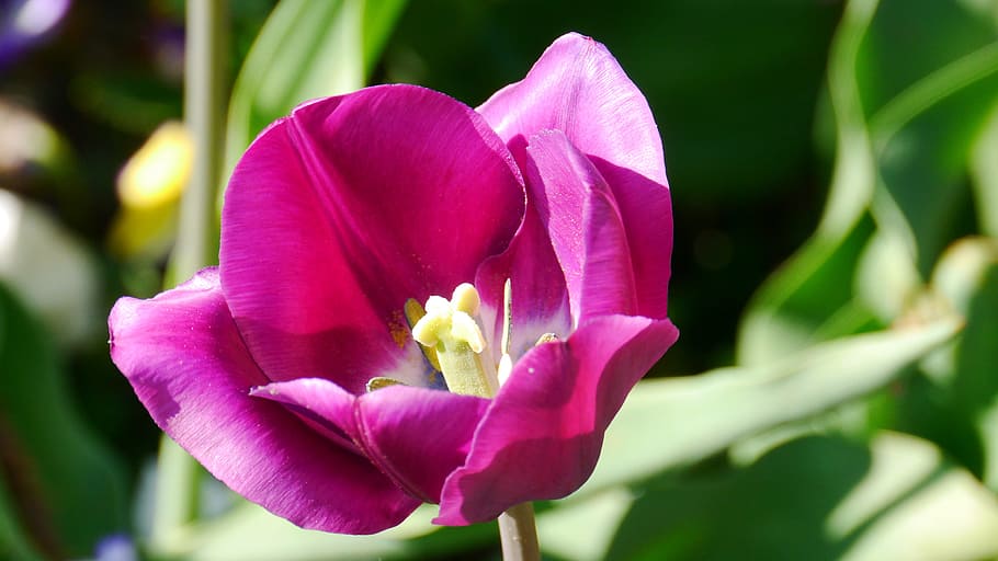 tulip, color, spring, bloom, flower, flowering plant, freshness HD wallpaper