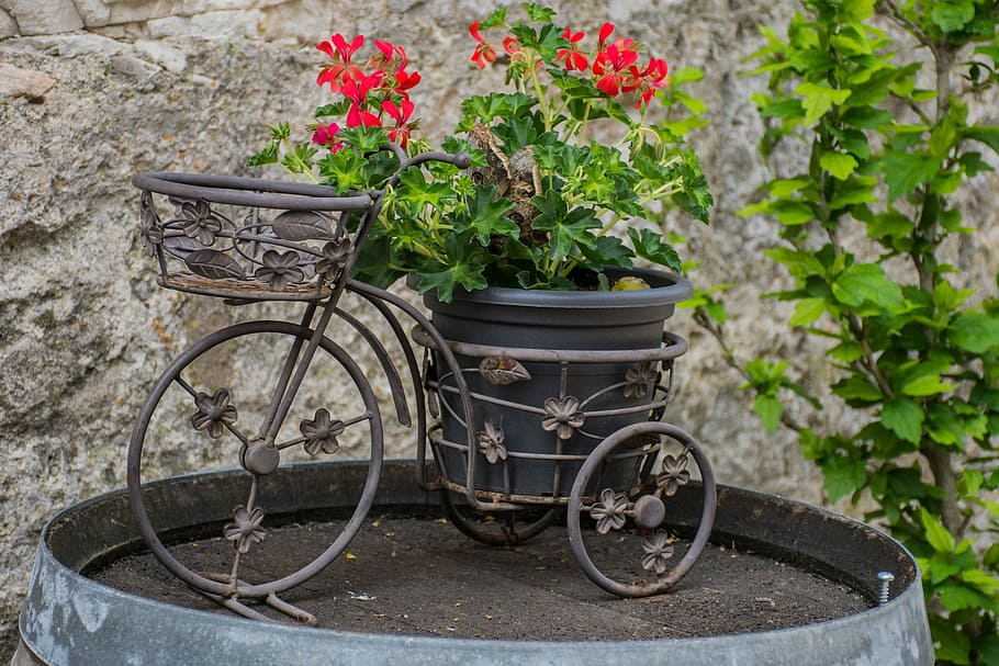 bicycle, flowers, barrel, trim, wheels, vintage, old, vase HD wallpaper