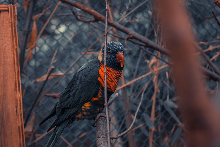 Soul Bird, black and red bird perched on tree branch, wing, feather HD wallpaper