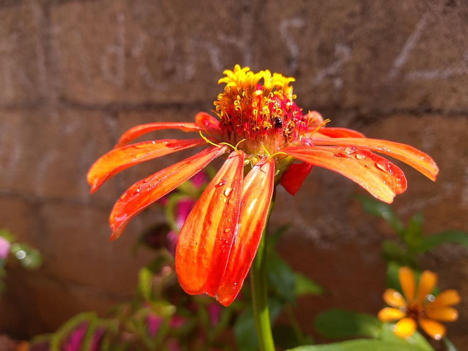 flowers, tulips, flowering plant, freshness, petal, vulnerability HD wallpaper
