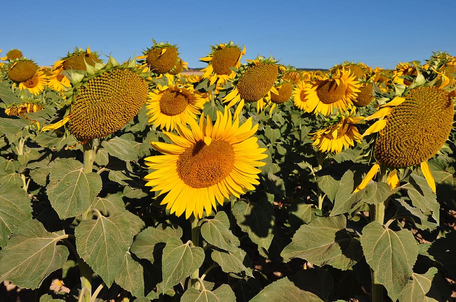 nature, flora, summer, flower, field, season, sunflower, floral HD wallpaper