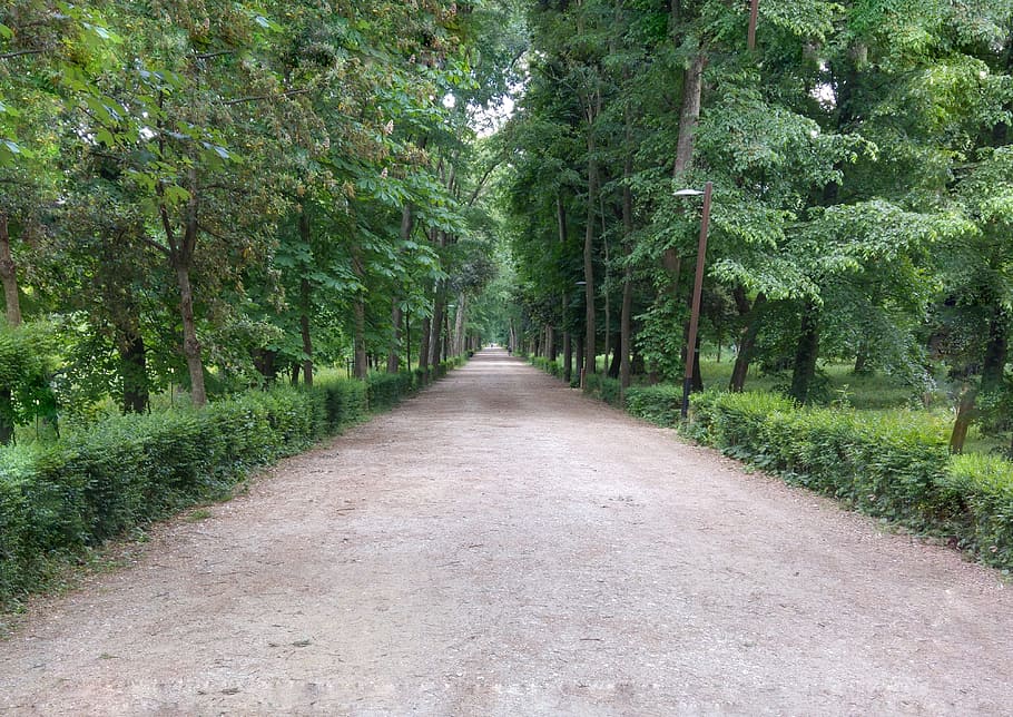 Cascine, Florence, Park, forest, tree, nature, the way forward HD wallpaper