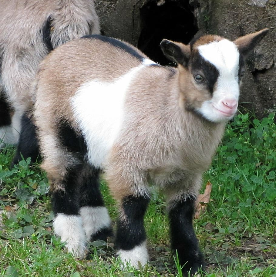 animal, lamb, nature, mammal, animal themes, vertebrate, pets HD wallpaper