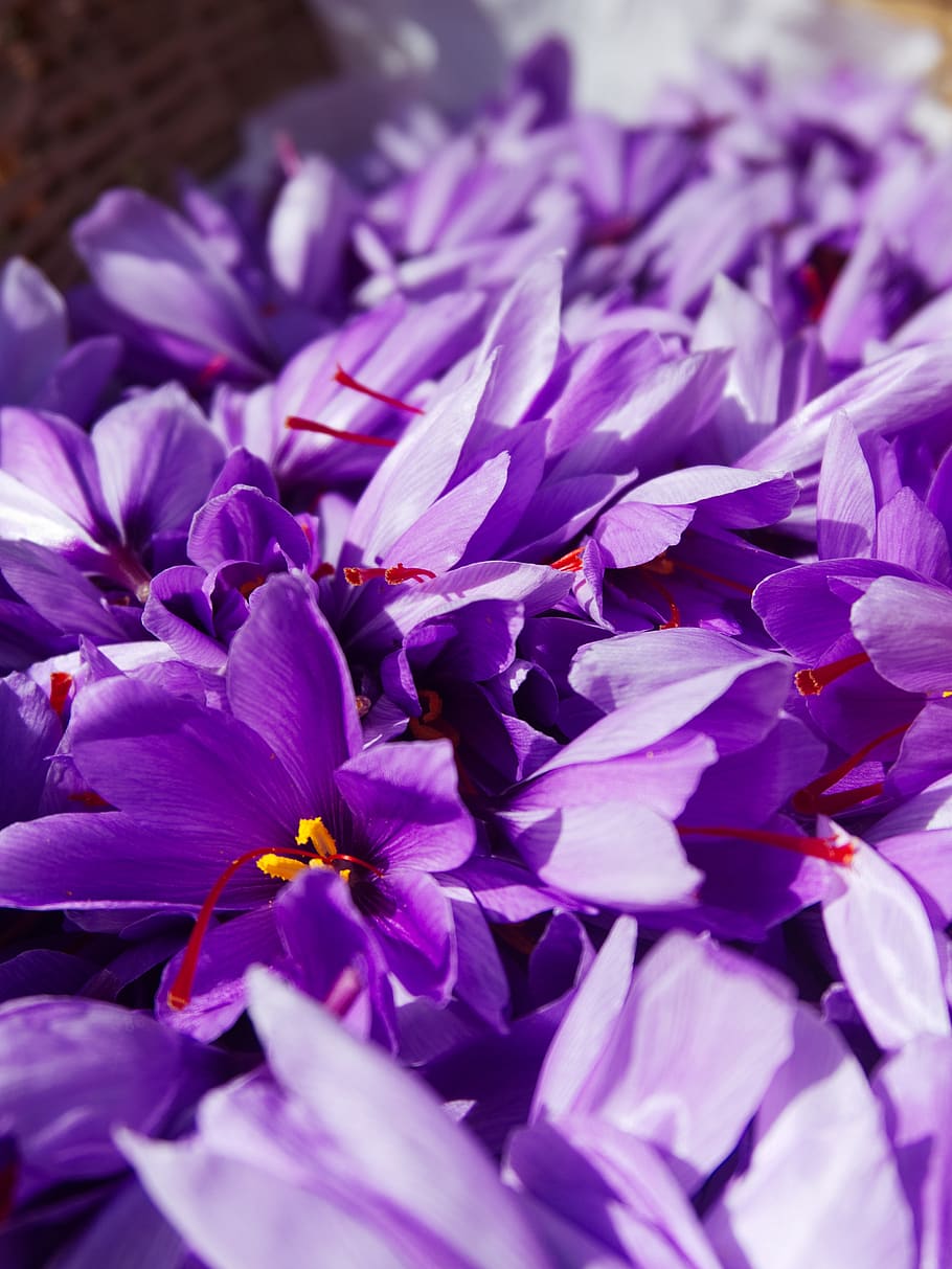 HD wallpaper: saffron, crocus sativus, harvest, flowers of saffron, fall |  Wallpaper Flare