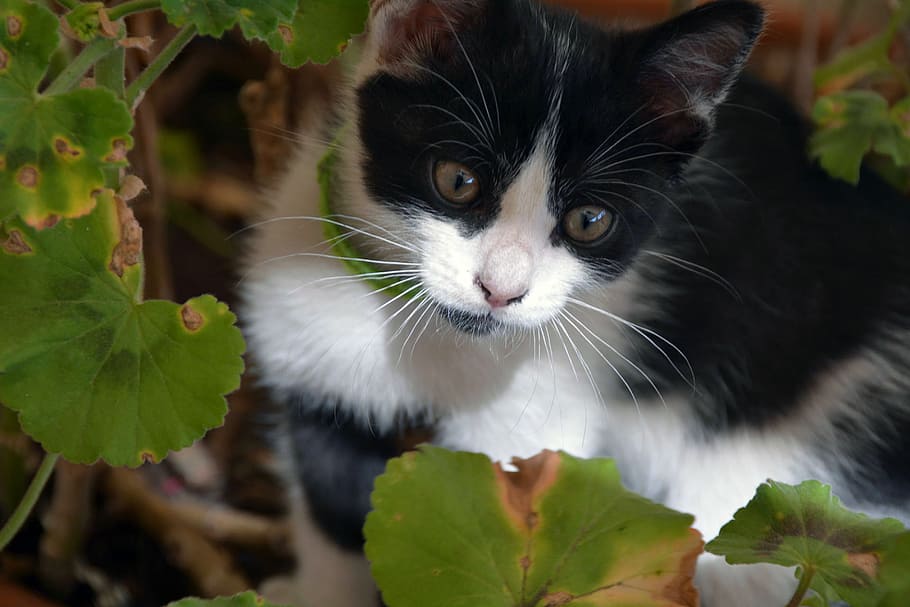 Tuxedo cat, Animal, Young, Curious, young cat, black and white HD wallpaper